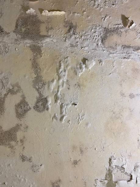 Best Attic Mold Remediation in Lenoir City, TN
